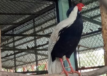 144 wild animals released into Vietnam national park