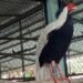 144 wild animals released into Vietnam national park
