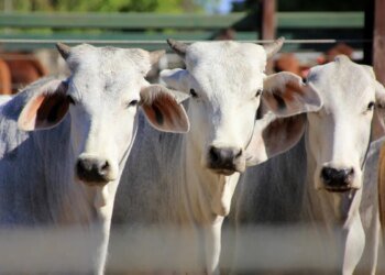 Permanence of cattle smuggling revives debate on bovine traceability