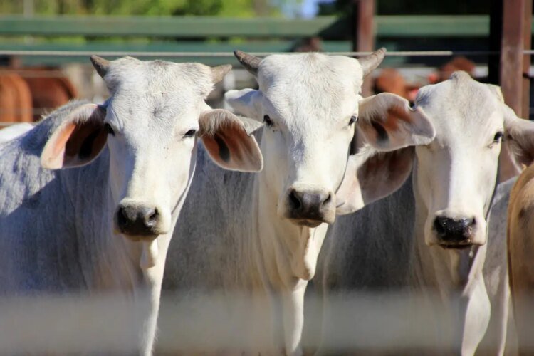 Permanence of cattle smuggling revives debate on bovine traceability