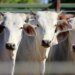 Permanence of cattle smuggling revives debate on bovine traceability