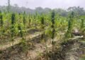 Miner arrested for ganja found at 4th Ave Bartica