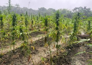 Miner arrested for ganja found at 4th Ave Bartica