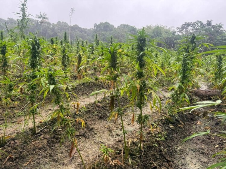 Miner arrested for ganja found at 4th Ave Bartica