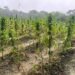 Miner arrested for ganja found at 4th Ave Bartica