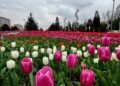Waltz of Tulips: who and how creates the beauty of spring Dushanbe