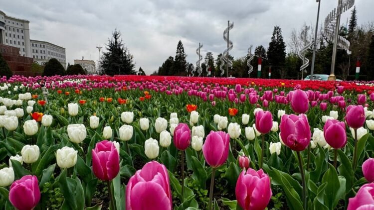 Waltz of Tulips: who and how creates the beauty of spring Dushanbe