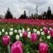 Waltz of Tulips: who and how creates the beauty of spring Dushanbe
