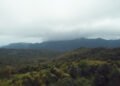 This Is the Rainforest in Grenada Everyone Talks About — And It’s Got a Crater Lake, Jungle Trails, and Mona Monkeys