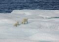 UAE joins Svalbard Treaty in Norway  – NORWAY NEWS – latest news, breaking stories and comment – NORWAY NEWS