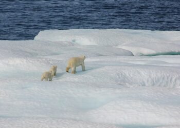 UAE joins Svalbard Treaty in Norway  – NORWAY NEWS – latest news, breaking stories and comment – NORWAY NEWS