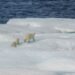 UAE joins Svalbard Treaty in Norway  – NORWAY NEWS – latest news, breaking stories and comment – NORWAY NEWS