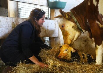 Slobodna Dalmacija – VIDEO Anđela left Zagreb and returned to her native Imotski with two horses: ‘Don’t wait for retirement to start living’