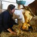 Slobodna Dalmacija – VIDEO Anđela left Zagreb and returned to her native Imotski with two horses: ‘Don’t wait for retirement to start living’