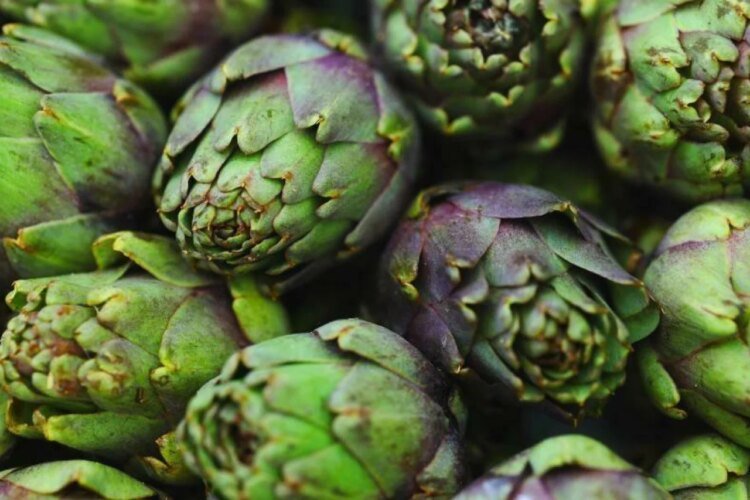 Slobodna Dalmacija – They are real local food and very healthy, but many people avoid artichokes. Try this recipe, you will love it!