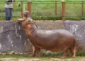 Why did Colombia decide to sacrifice more than 80 hippos?