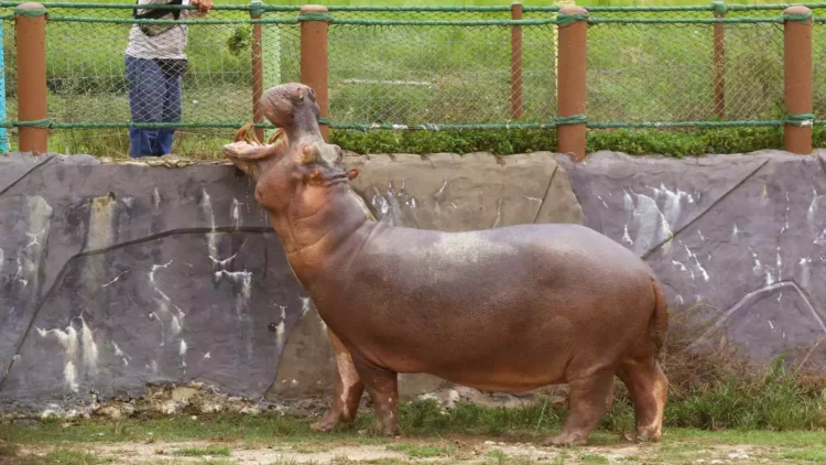 Why did Colombia decide to sacrifice more than 80 hippos?