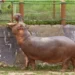 Why did Colombia decide to sacrifice more than 80 hippos?
