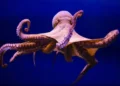 100 million years ago, giant 19-meter octopuses lived in the oceans