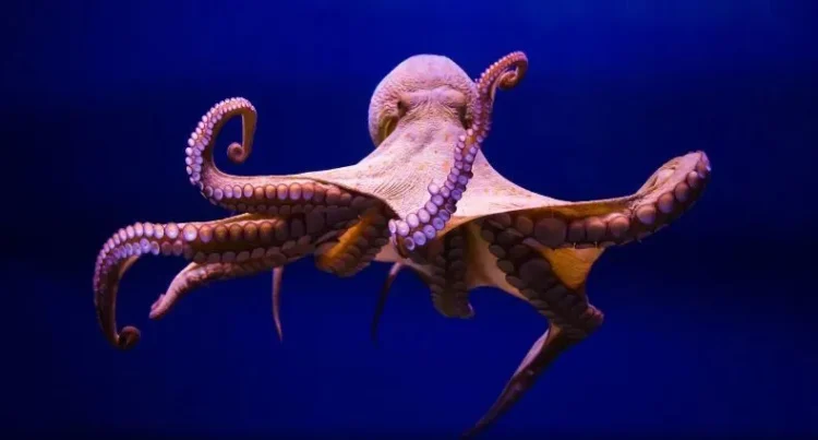 100 million years ago, giant 19-meter octopuses lived in the oceans