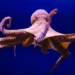 100 million years ago, giant 19-meter octopuses lived in the oceans