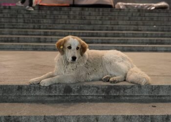 Concerns Mount About Georgia’s ‘Disappearing’ Stray Dogs Amid State ‘Veterinary’ Raids – Civil Georgia