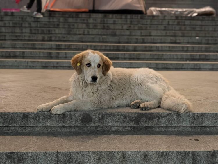 Concerns Mount About Georgia’s ‘Disappearing’ Stray Dogs Amid State ‘Veterinary’ Raids – Civil Georgia