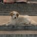 Concerns Mount About Georgia’s ‘Disappearing’ Stray Dogs Amid State ‘Veterinary’ Raids – Civil Georgia
