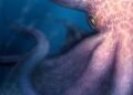 Giant octopus was a top predator 100 million years ago