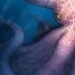 Giant octopus was a top predator 100 million years ago