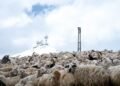 ‘Dog doesn’t die from a limp’ – Georgian shepherds defy, embrace change – Civil Georgia