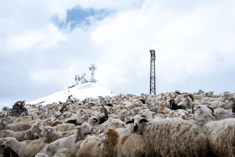 ‘Dog doesn’t die from a limp’ – Georgian shepherds defy, embrace change – Civil Georgia
