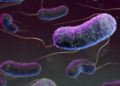 What is E coli bacteria contamination, and what does it mean for your health?