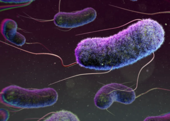 What is E coli bacteria contamination, and what does it mean for your health?