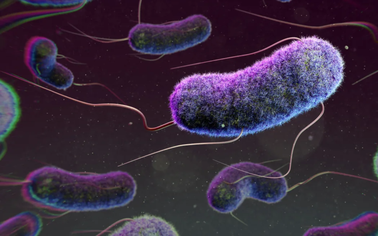 What is E coli bacteria contamination, and what does it mean for your health?