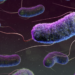 What is E coli bacteria contamination, and what does it mean for your health?