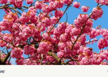 Close the windows, otherwise there will be madness – DiePresse.com