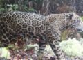 First ‘cloud jaguar’ spotted in 10 years sparks hope in Honduras