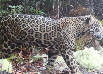 First ‘cloud jaguar’ spotted in 10 years sparks hope in Honduras