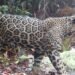 First ‘cloud jaguar’ spotted in 10 years sparks hope in Honduras