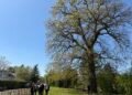 Guardians of time: Luxembourg launches campaign to protect ‘remarkable trees’