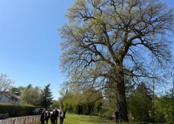 Guardians of time: Luxembourg launches campaign to protect ‘remarkable trees’