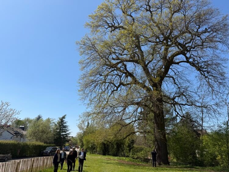 Guardians of time: Luxembourg launches campaign to protect ‘remarkable trees’