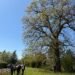 Guardians of time: Luxembourg launches campaign to protect ‘remarkable trees’