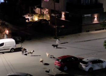 Packs of dogs, broken playgrounds, unlit streets – does Karpoš have a mayor?