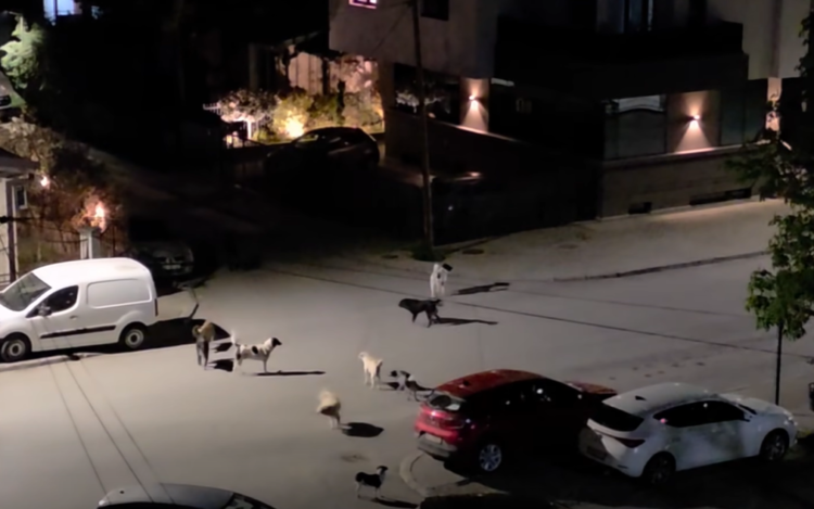 Packs of dogs, broken playgrounds, unlit streets – does Karpoš have a mayor?