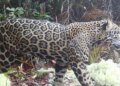 Jaguar reappears in El Merendón after 10 years absent