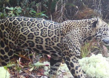 Jaguar reappears in El Merendón after 10 years absent