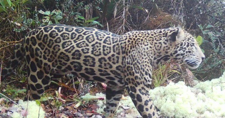 Jaguar reappears in El Merendón after 10 years absent