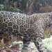 Jaguar reappears in El Merendón after 10 years absent